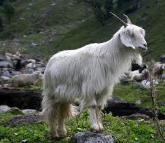 Himachal